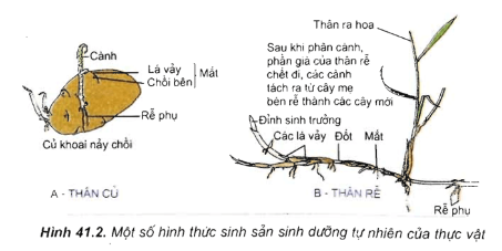 Bài 41 Sinh sản vô tính ở thực vật: Trắc nghiệm Sinh học 11