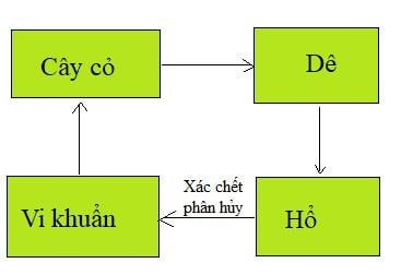 Đề thi học kì 2 Khoa học lớp 4 có đáp án năm học 2022 - 2023