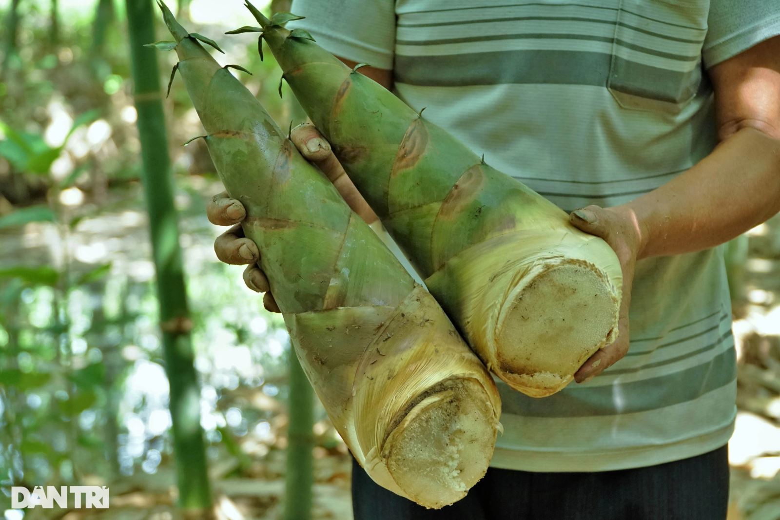 Cách làm món măng chua tỏi ớt ngon giòn, để được lâu đơn giản