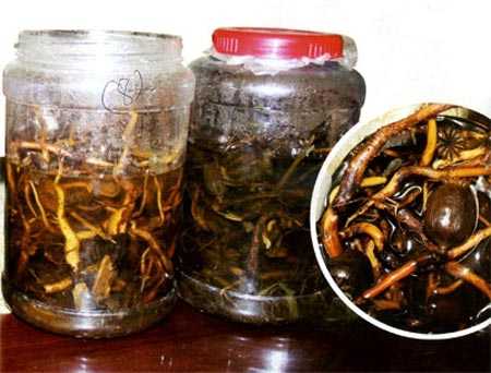 Uống rượu ngâm quả anh túc có vi phạm pháp luật không?