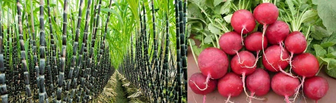 Đường mía và đường củ cải cái nào tốt hơn cho sức khỏe?