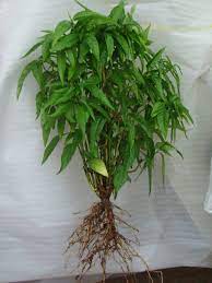 Công dụng của cây hoàn ngọc đối với sức khỏe