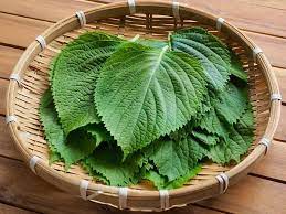 Lá vừng Hàn Quốc là gì? Lá vừng và lá tía tô Việt Nam có giống nhau?