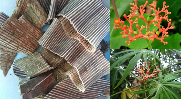 Công dụng của cây đỗ trọng đối với sức khỏe