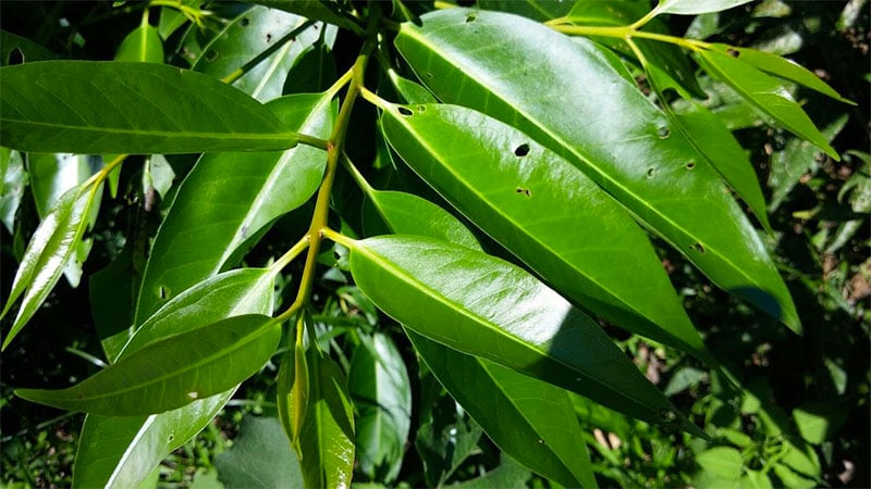 Tác dụng của lá vối đối với sức khỏe