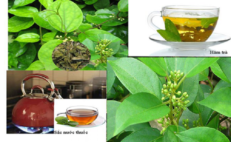 Dây thìa canh có tác dụng gì đối với sức khỏe ?