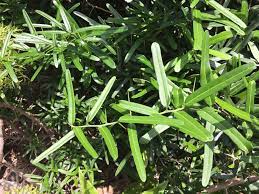 Công dụng của cây xáo tam thân là gì?