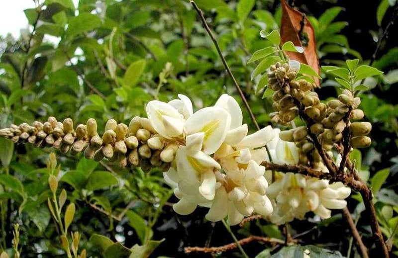Cây thành ngạnh là gì? Cây thành ngạnh có tác dụng gì?