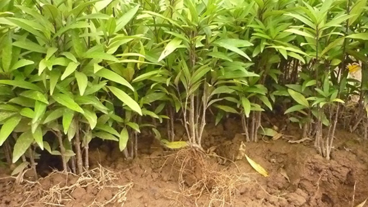 Cây thanh táo là gì? Cây thanh táo có tác dụng gì?