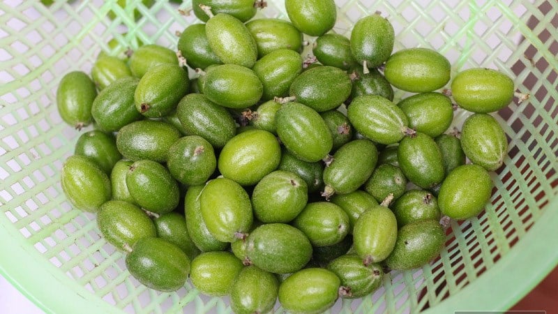 Quả nhót là quả gì, bán ở đâu? Ăn quả nhót như thế nào?