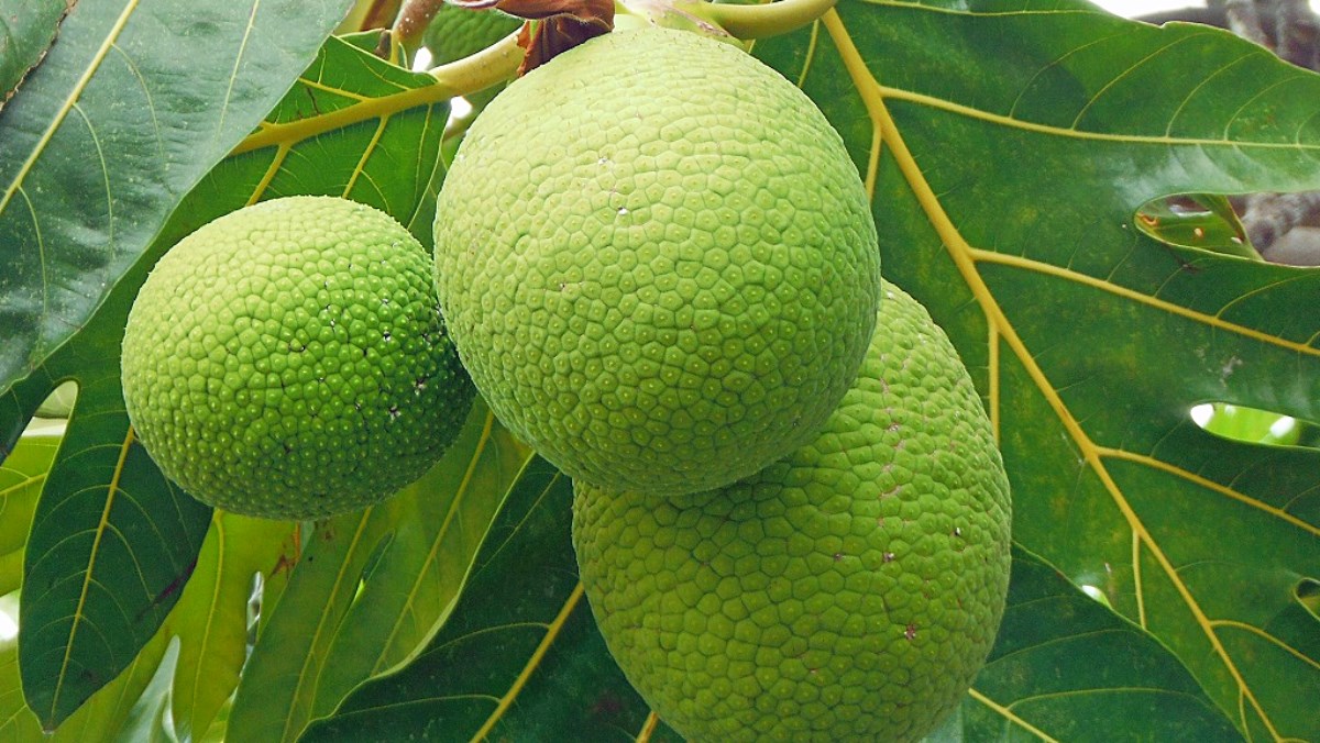 Những tác dụng tuyệt vời của cây sa kê đối với sức khỏe