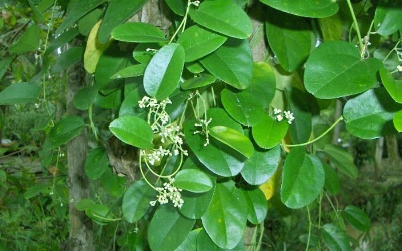 Các tác dụng của lá cây sương sâm theo kinh nghiệm dân gian