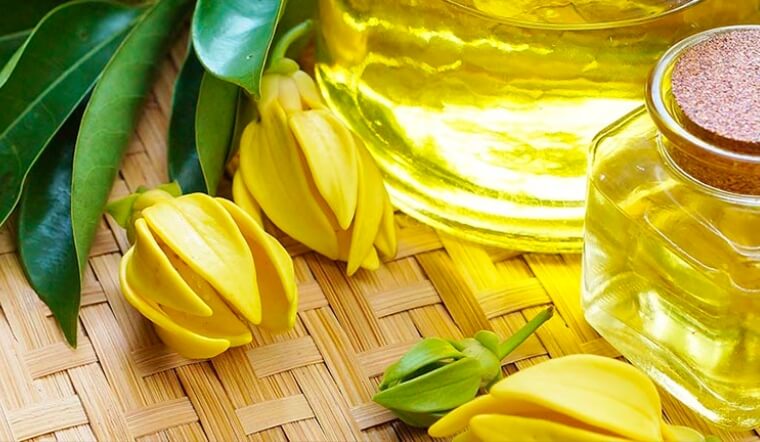 Mách bạn các tác dụng của Tinh dầu ngọc lan tây mà ít người biết