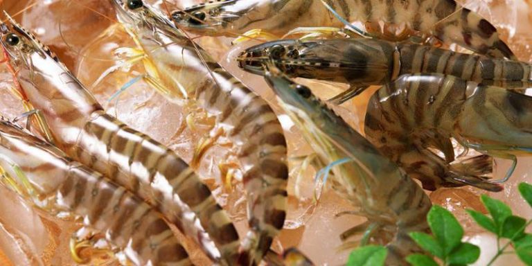 Ăn tôm sống liệu có an toàn không?