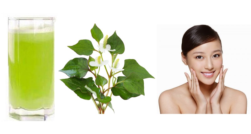 Dùng rau diếp cá trị mụn có tốt không?