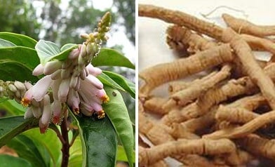 Cây ruột gà có tác dụng gì theo như kinh nghiệm dân gian?