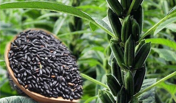 Hạt vừng đen có tác dụng gì đối với sức khỏe ?