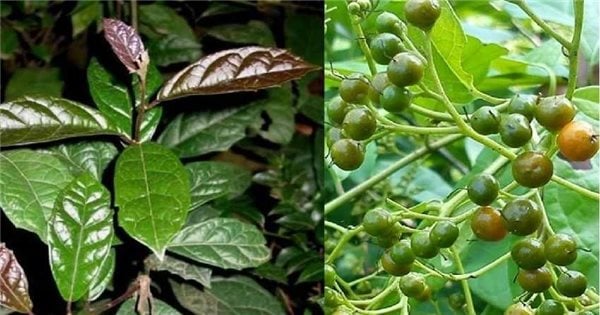 Uống xạ đen có giảm cân hay không theo như kinh nghiệm dân gian?