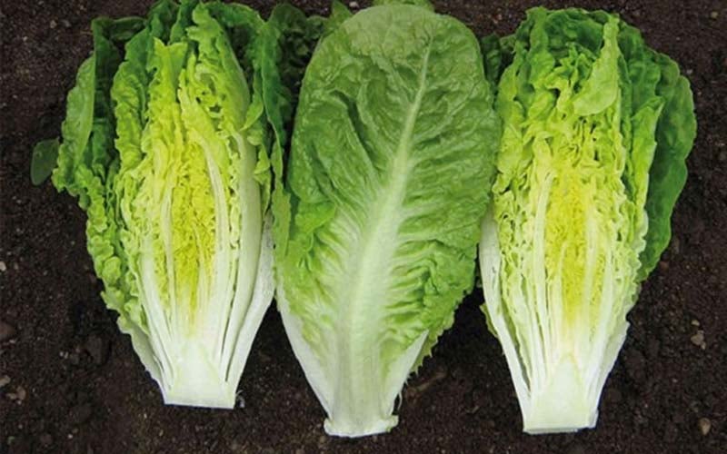 Ăn rau xà lách có tốt cho sức khỏe không?