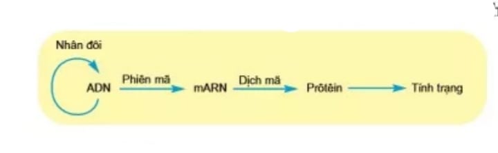 Dịch mã là gì? Quá trình và kết quả của việc dịch mã