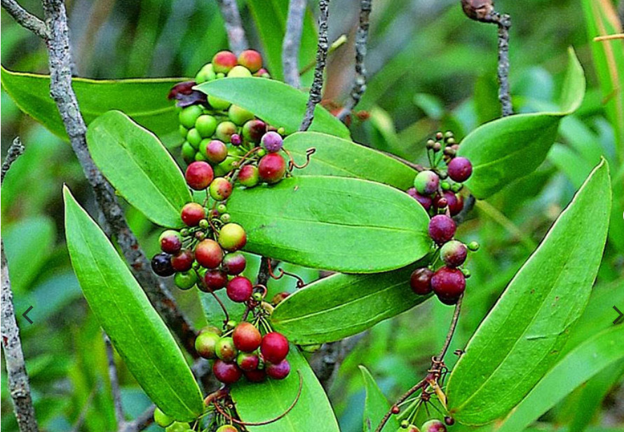 Thảo dược thổ phục linh có tác dụng gì đối với sức khỏe