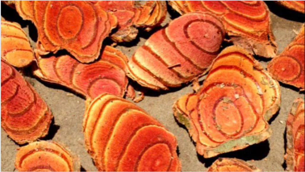 Cây cỏ máu có tác dụng gì đối với sức khoẻ?