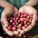 Vài nhận xét và suy nghĩ về công bằng trong mậu dịch (fair trade)