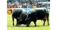 Bồi thường thiệt hại do súc vật gây ra theo quy định của pháp luật dân sự?