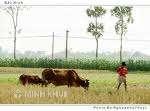 Kinh nghiệm của Nhật Bản về quản lý kiểm soát hành vi thoả thuận hạn chế cạnh tranh