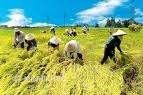 Nông dân và nông nghiệp Việt Nam nhìn từ sản xuất ra thị trường