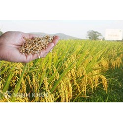 Chuyển mục đích sử dụng đất cần lưu ý những vấn đề gì ? Thủ tục chuyển đổi mục đích sử dụng đất nông nghiệp ?