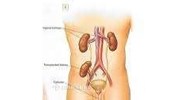 Có một chợ thận tại Việt Nam – Hành vi mua bán thận bị xử lý như thế nào ?