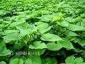 Những chướng ngại vật trên hành lang pháp lý về giao dịch bảo đảm