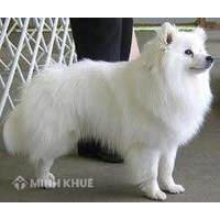 Tranh chấp bồi thường thiệt hại: Mất chó cưng đòi đền 100 triệu đồng