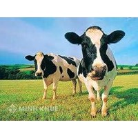 Tranh chấp dân sự về gia súc bị thất lạc: Rối rắm chuyện con bò đi lạc