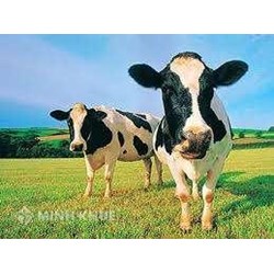 Tranh chấp dân sự về gia súc bị thất lạc: Rối rắm chuyện con bò đi lạc
