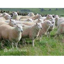 Tranh cấp hợp đồng mua bán: Kiện nhau … vì cái đuôi cừu