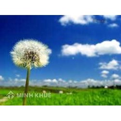 Tranh chấp hợp đồng thương mại: Lại tranh chấp hợp đồng mua bán bông
