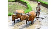 Biến đổi cơ cấu xã hội và tác động của nó đến nông dân, nông thôn hiện nay