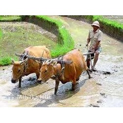 Biến đổi cơ cấu xã hội và tác động của nó đến nông dân, nông thôn hiện nay
