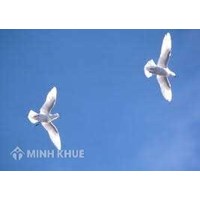 Cưỡng ép tình dục trong hôn nhân