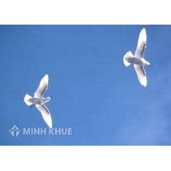 Cưỡng ép tình dục trong hôn nhân