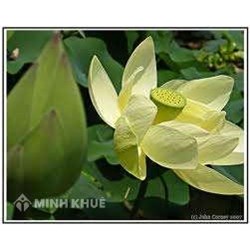 Học vấn người quân tử