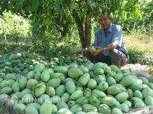 Tranh chấp thương hiệu trái cây ở Đồng Tháp