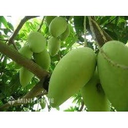 Tranh chấp về kiện bồi thường thiệt hại: Kiện đòi cây xoài