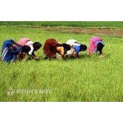 Kiến thức cơ bản về thuế sử dụng đất nông nghiệp