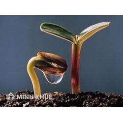 Khái niệm cơ bản về chỉ dẫn địa lý và Một số chỉ dẫn địa lý của Việt Nam