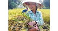 Nhìn từ ngành lúa gạo: Để tư doanh bình đẳng với Quốc doanh trong cạnh tranh