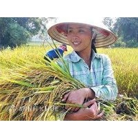 Nhìn từ ngành lúa gạo: Để tư doanh bình đẳng với Quốc doanh trong cạnh tranh