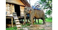 Sử dụng luật tục, hương ước một chiến lược quản lý rừng